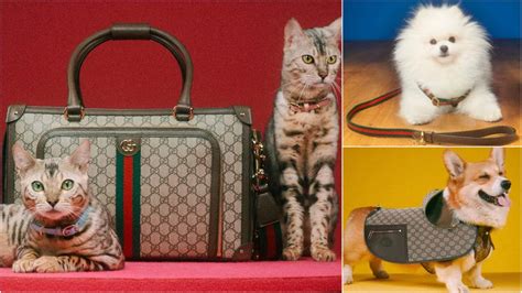 gucci pet 2019|Gucci pets.